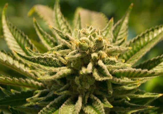 מריחואנה באמת פוגעת במוח של בני הנוער? המחקר הזה טוען שלא