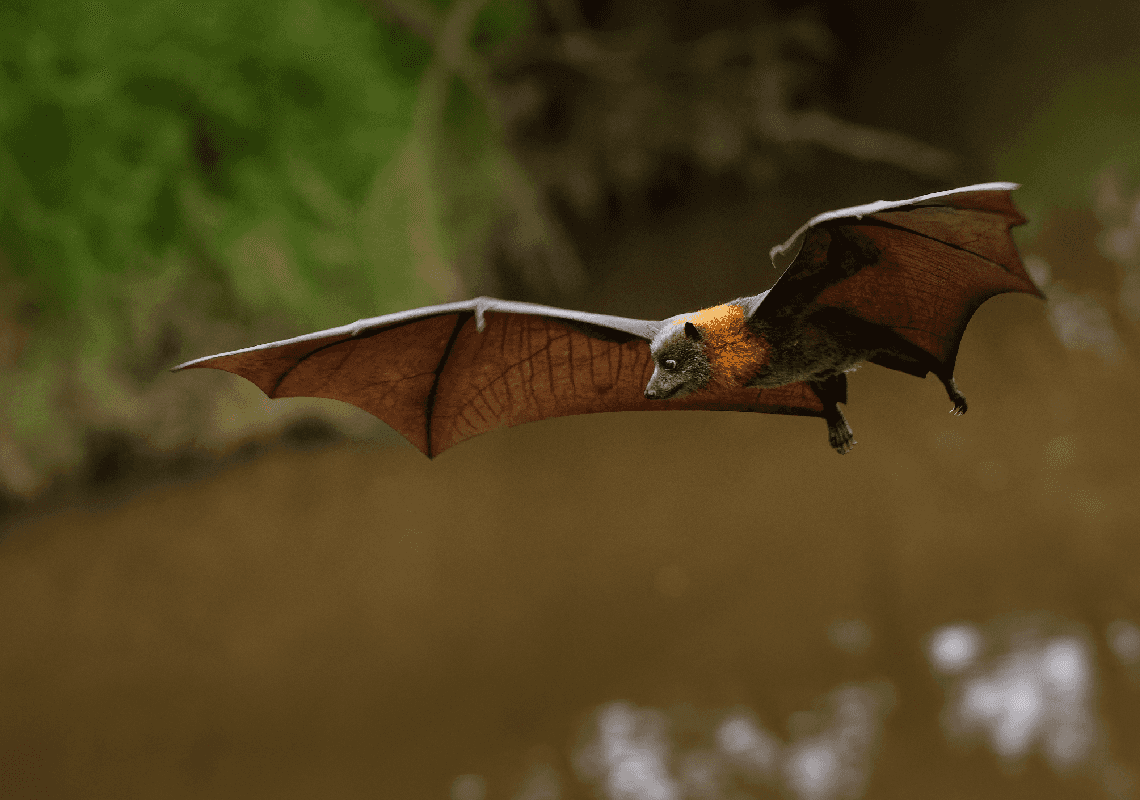 מקרה מוות נוסף: גבר נפצע מעטלף - ומת ממחלת הכלבת