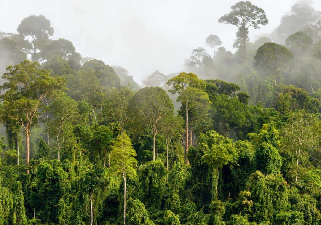 ‏העצים של קליפורניה מתים בקצב מדאיג ‏