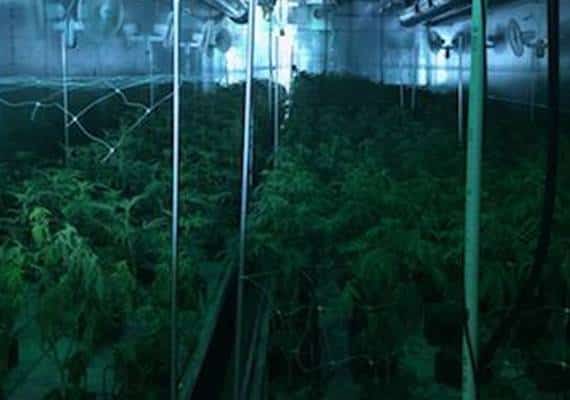 דרום קליפורניה: 1,000 צמחי מריחואנה הוחרמו, 5 נעצרו