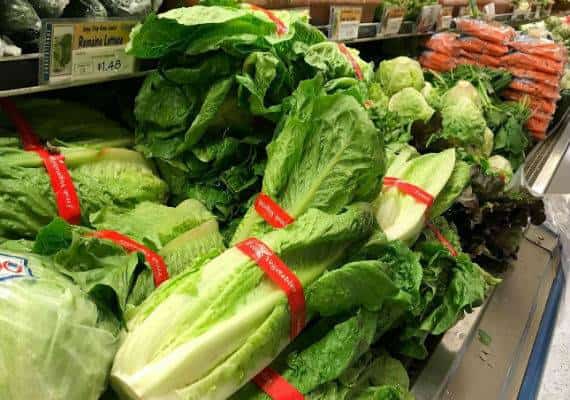 מדוע חסה מאוד פגיעה לחיידקי אי קולי ואיך אפשר להתגונן מפני הידבקות בחיידק?