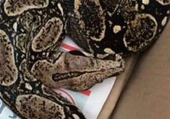 ניו יורק: התעורר משינה בגלל נחש שנפל עליו מהתקרה