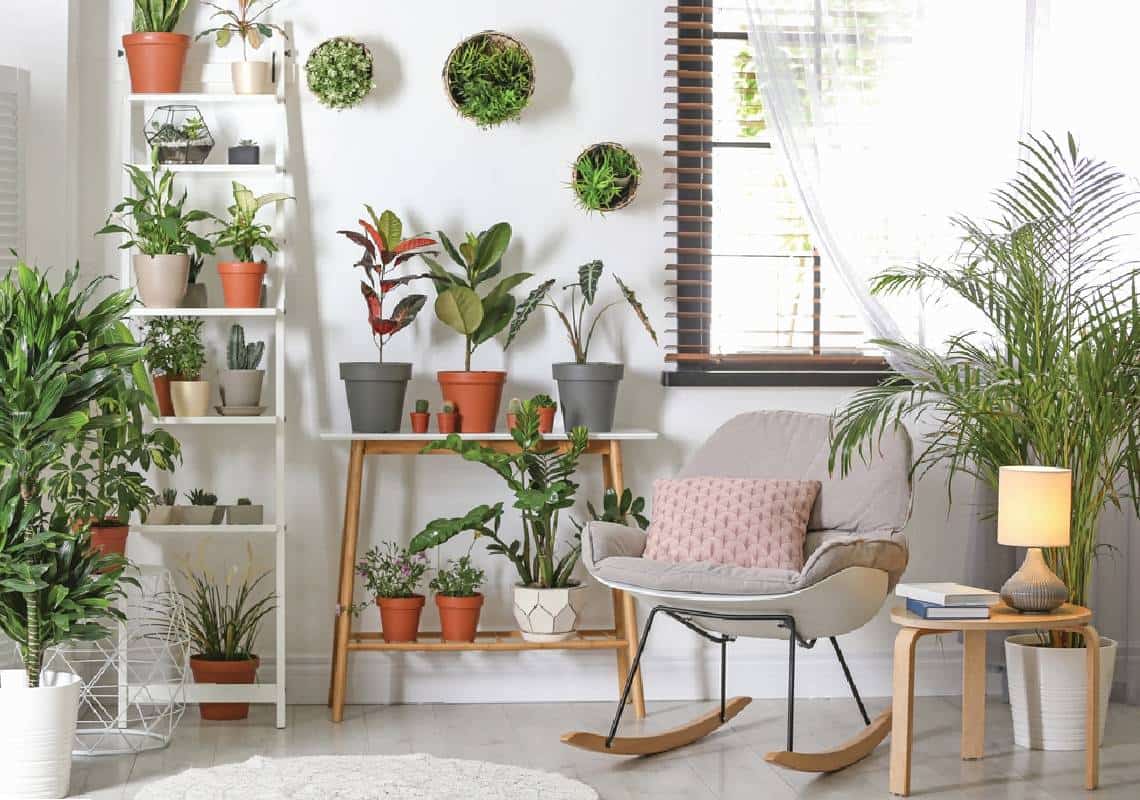 להחלים מהר יותר, לישון טוב יותר, ולנשום טוב יותר: אלו הצמחים שאתם חייבים להכניס הביתה