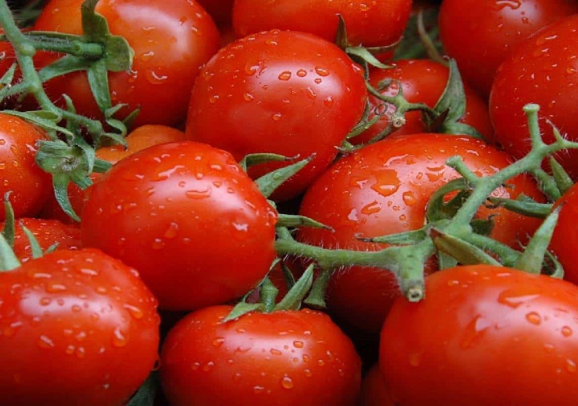 העגבנייה כסופר-פוד: אינספור יתרונות בריאותיים 