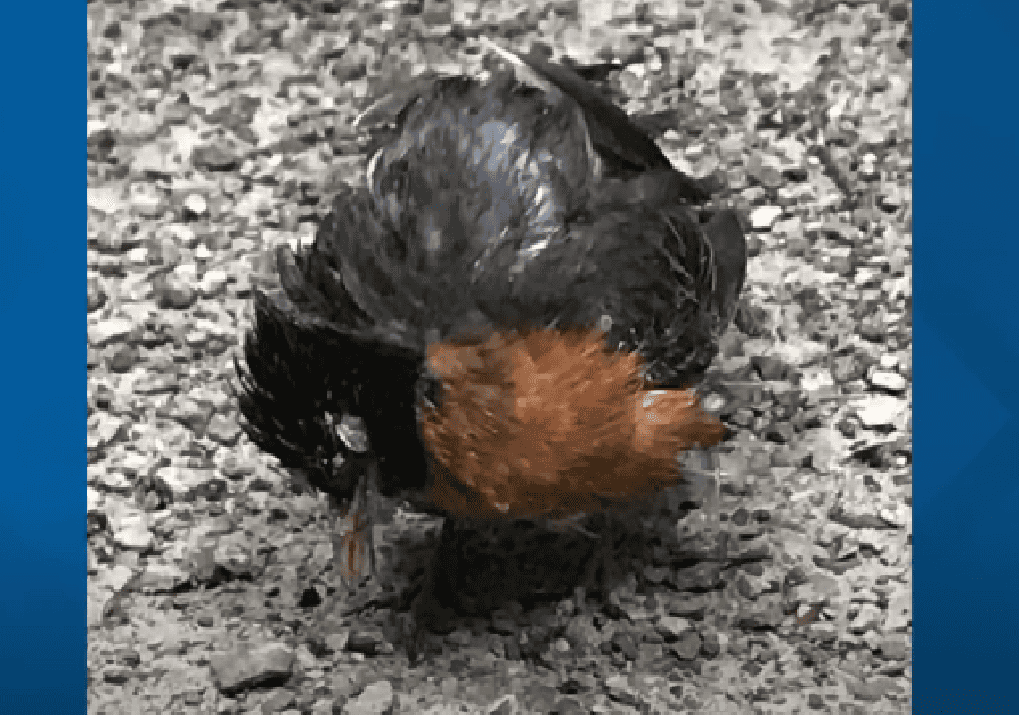 מטריד: מאות ציפורים נמצאו מתות ממחלה מסתורית ברחבי ארצות הברית