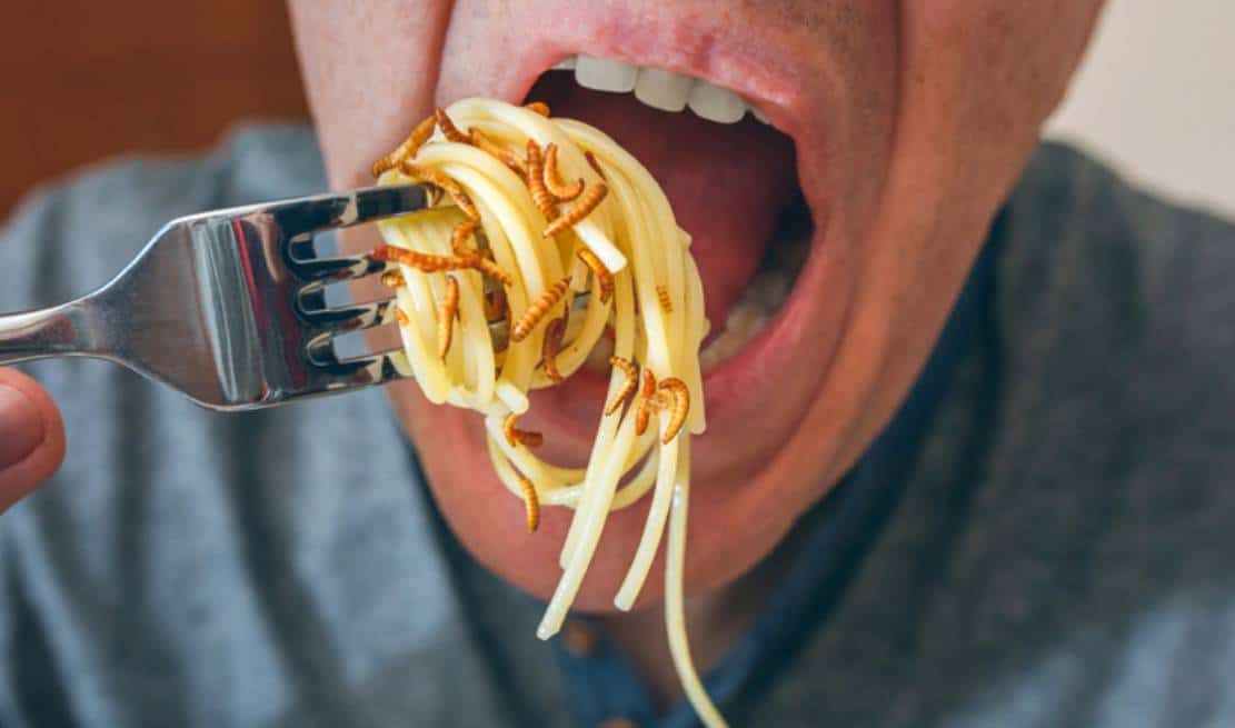 תכנית בוקר אמריקאית: "להחדיר חרקים במזון כדי לעצור את שינויי האקלים‏"