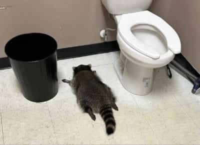 רקון פרץ לחנות משקאות, השתכר ונרדם בשירותים - ואז התעורר עם ההנגאובר הגרוע ביותר בחייו