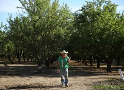 מיליוני עכברושים תוקפים את תעשיית השקדים בקליפורניה: מעולם לא ראינו דבר כזה