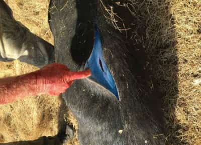 חזירים כחולים ורעילים פלשו לקליפורניה: אזהרה מפני כחול אוכמניות