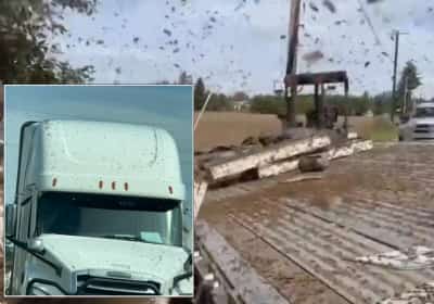 משאית כוורות התהפכה בוושינגטון: 250 מיליון דבורים השתחררו לאוויר הפתוח