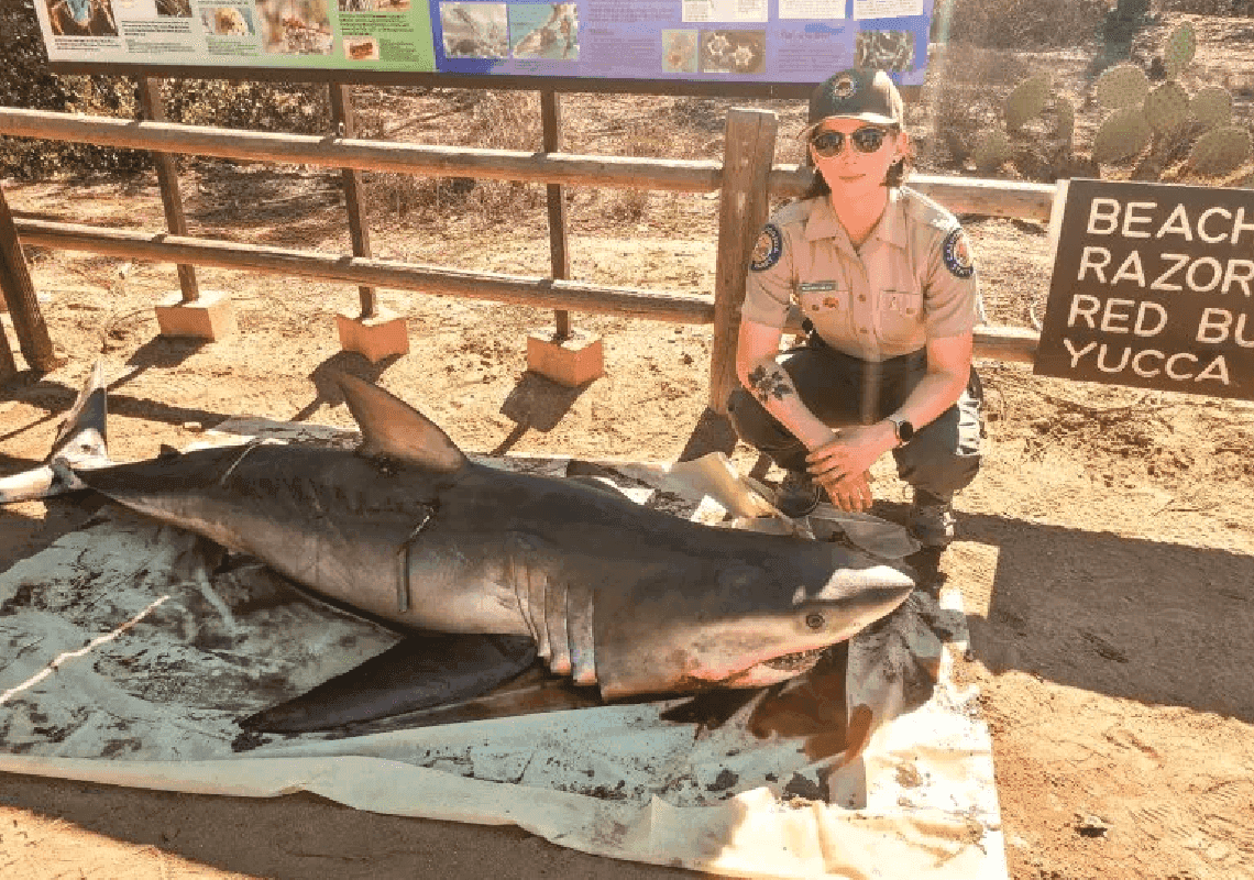 סן דייגו: כריש גדול לבן פצוע אנושות נשטף אל החוף
