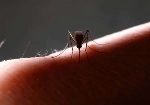 תושבי ואלי לוס אנג'לס בטווח הסכנה: יתושים הדביקו לפחות שני בני אדם בקדחת הנילוס המערבי