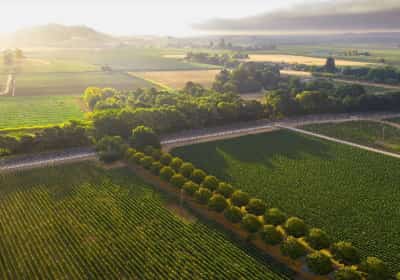 קליפורניה חושפת סוד: גן עדן לחובבי יין מחוץ למסלול המוכר