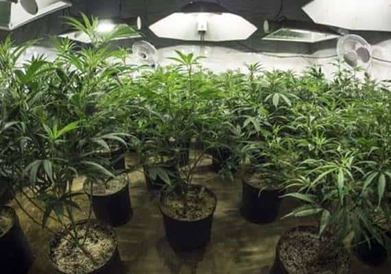 סן פרנסיסקו: אלפי צמחי מריחואנה נמצאו במהלך פשיטה משטרתית