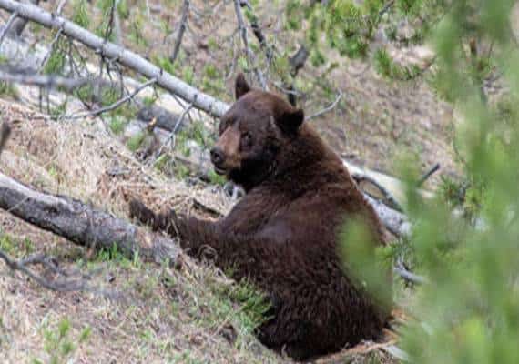 ניו יורק: גבר הותקף בביתו ע"י דוב