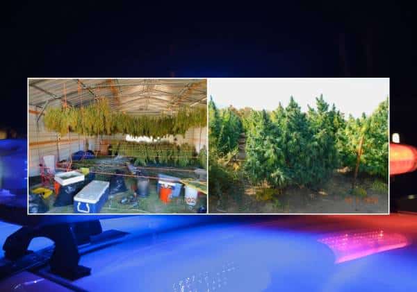 המאבק בבתי הגידול עולה שלב: מריחואנה בשווי עשרות מיליוני דולר הוחרמה בדרום קליפורניה