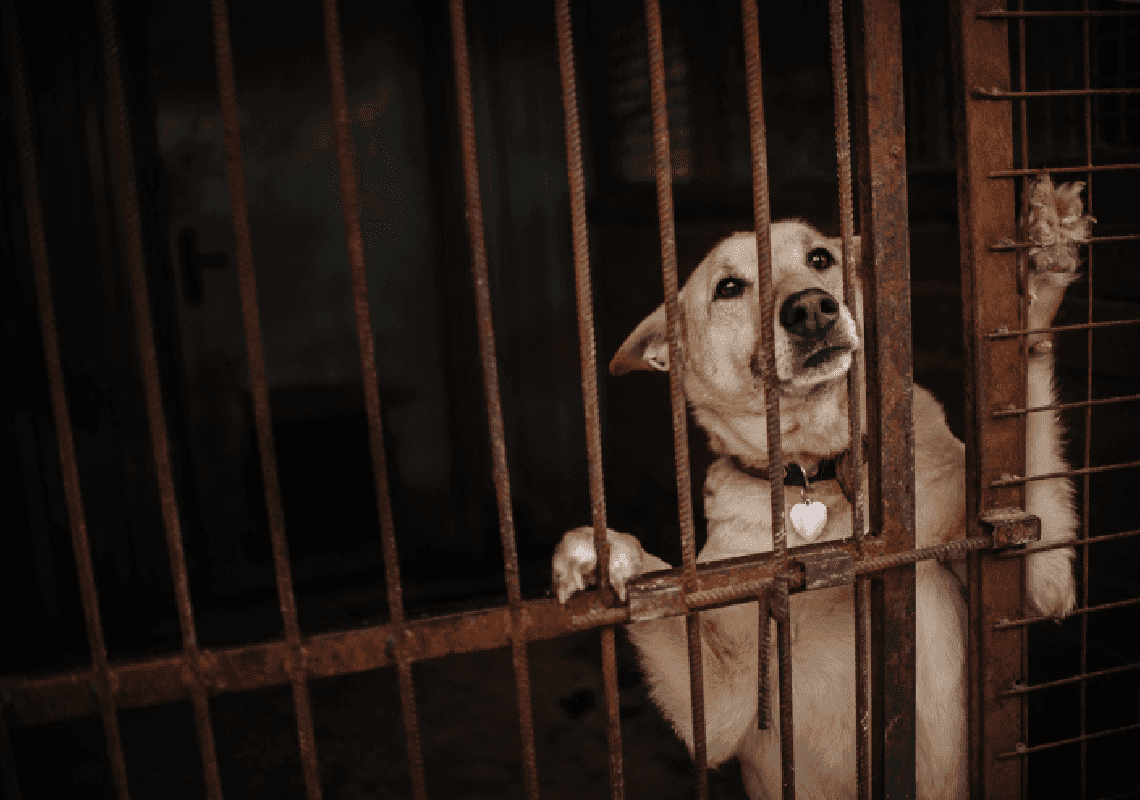 טקסס: פרץ למקלט לבעלי חיים - ושחרר 150 כלבים 