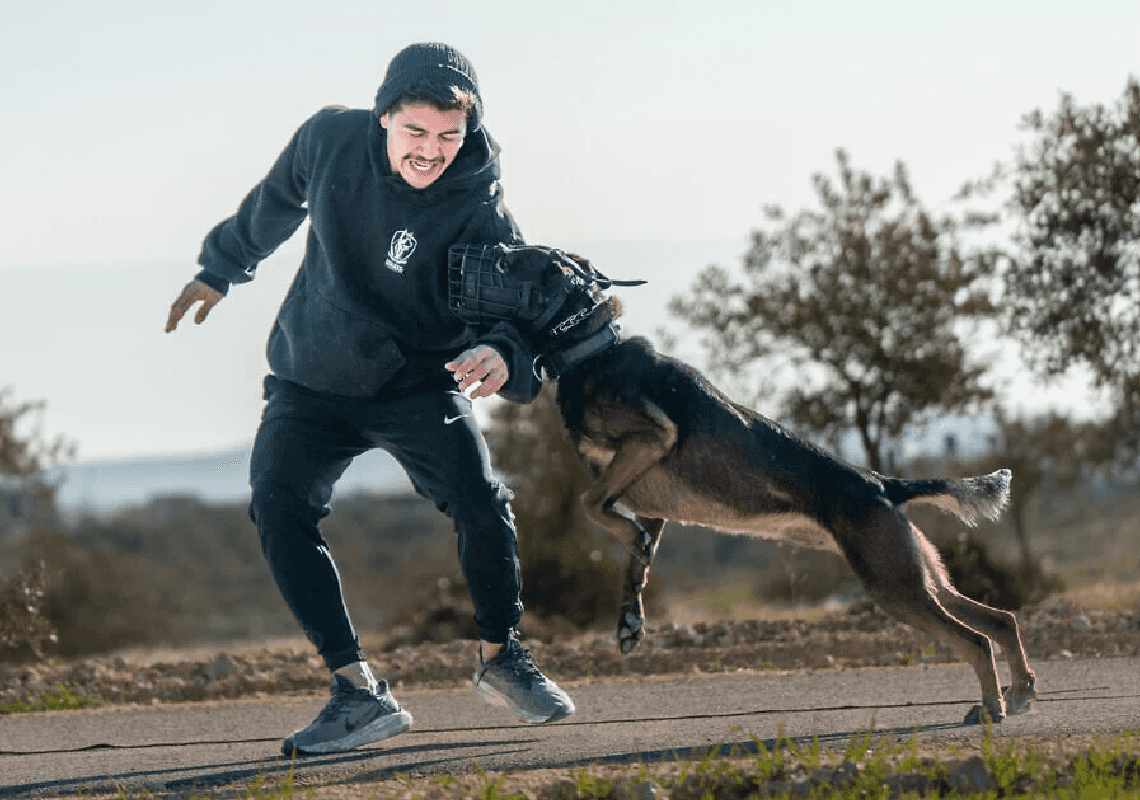 מאבטח על 4: יהודי ארה"ב רוכשים כלבי הגנה מחברה ישראלית