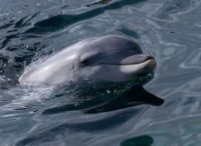 פלורידה: הרג דולפינים ונדון ל-30 יום מאסר על הרעלה וירי