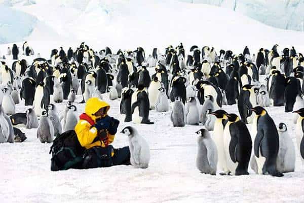 מוכנים לשלם 78,000 דולר? יופי. אז תוכלו לבקר בקוטב הדרומי ולפגוש פינגווינים