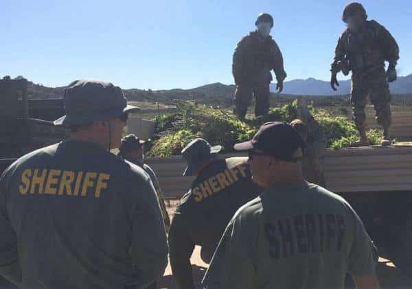 פועלים נגד חוות הגידול הלא-חוקיות: 140 אלף צמחי מריחואנה הוחרמו