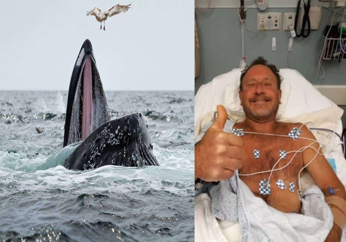 עבד על כל העולם? רופאים וצוללנים טוענים - "מצאנו חורים בגרסת הצוללן שנבלע על ידי לוויתן"