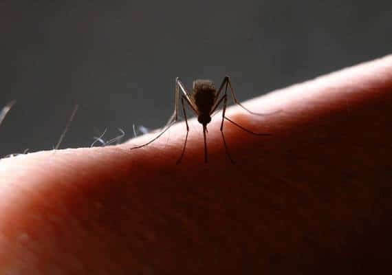 תושבי ואלי לוס אנג'לס בטווח הסכנה: יתושים נושאי נגיף אותרו באזור רסידה