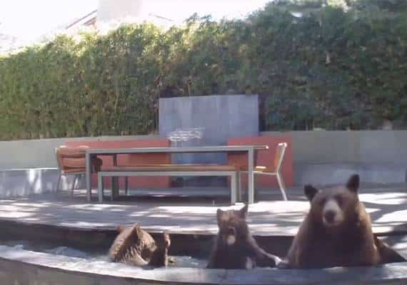 צפו: משפחת דובים מצאה מפלט מהחום בבריכה ביתית בלוס אנג'לס