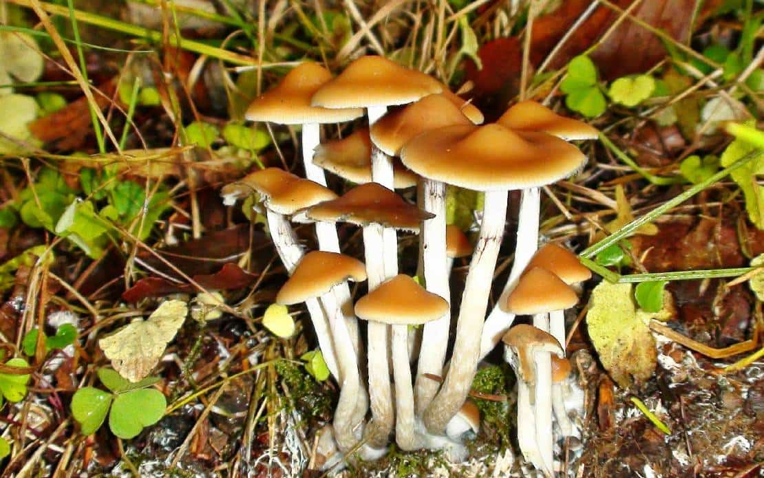 אמסטרדם באמריקה: מרפאת פטריות ההזיה החוקית הראשונה באמריקה נפתחה וזוכה להצלחה מסחררת