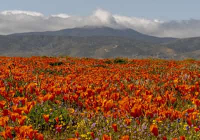 צאו מהעיר: פריחת האביב במדבריות קליפורניה כבר כאן - והיא עוצרת נשימה