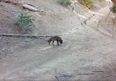 לראשונה מאז שנות ה-20 של המאה הקודמת: זאבה אפורה נצפתה במחוז לוס אנג'לס