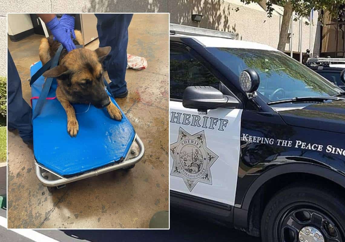 דרום קליפורניה: כלב משטרתי נורה במהלך מרדף אחר חשודים בשוד מזוין