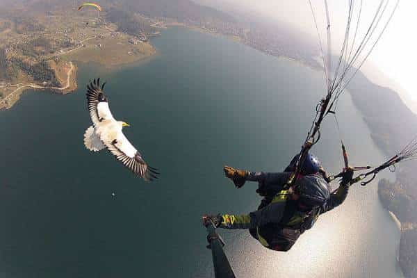 עופו לכל הרוחות: זה מה שמציעים בסן דייגו, למי שרוצים להמריא עם הציפורים