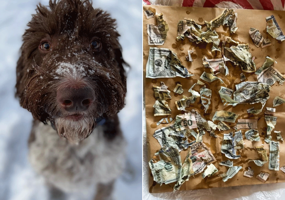 בני זוג איבדו 4 אלף דולר במזומן שהניחו על השיש במטבח: כשהסתכלו על כלבם האהוב - הבינו מה קרה