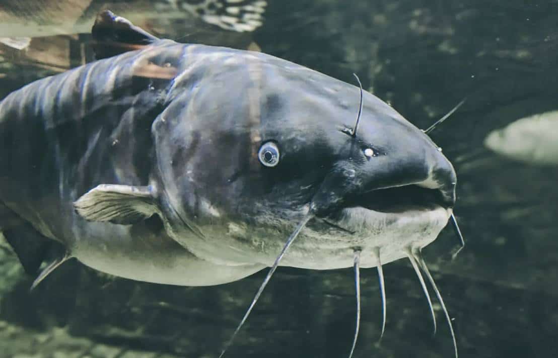 תקיפה נדירה בפלורידה ילד בן 9 אושפז במצב קשה לאחר שנדקר על ידי דג שפמנון ארסי