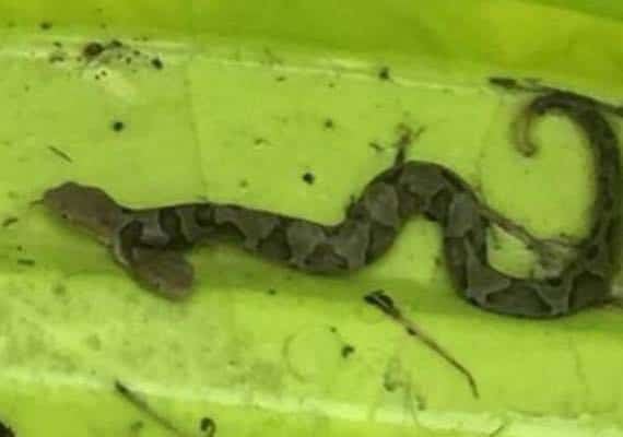 תגלית נדירה בווירג'יניה: נמצא נחש בעל שני ראשים