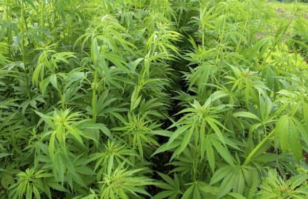 האם השימוש במריחואנה בריא עבורנו?