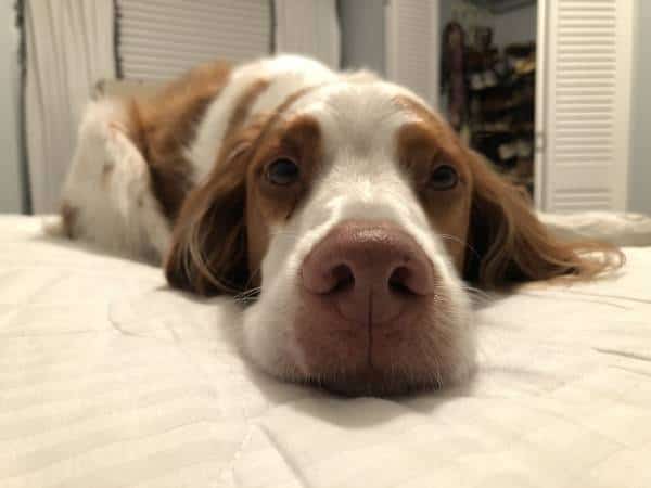 חליתי בשפעת. האם אני יכול להדביק את הכלב שלי?