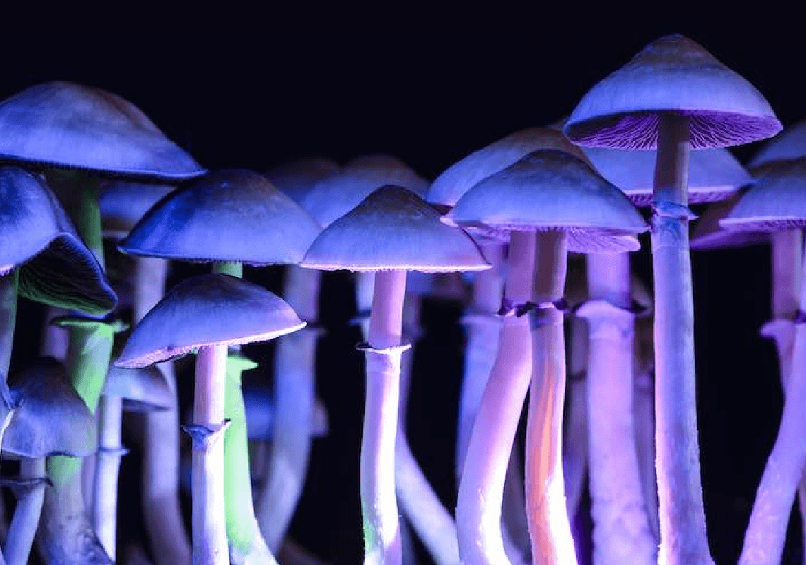 פטריות, LSD ואקסטזי: קליפורניה עושה צעד נוסף לקראת אי הפללה של סמים פסיכדליים