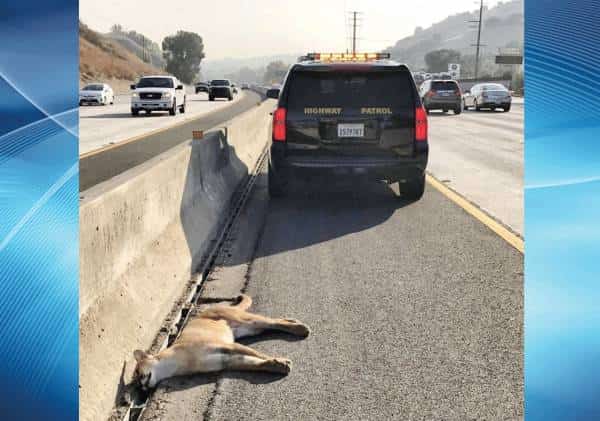 כביש 101 ממשיך לקטול את עולם הטבע בלוס אנג'לס: הפעם בתאונה בסמוך לקלבסס