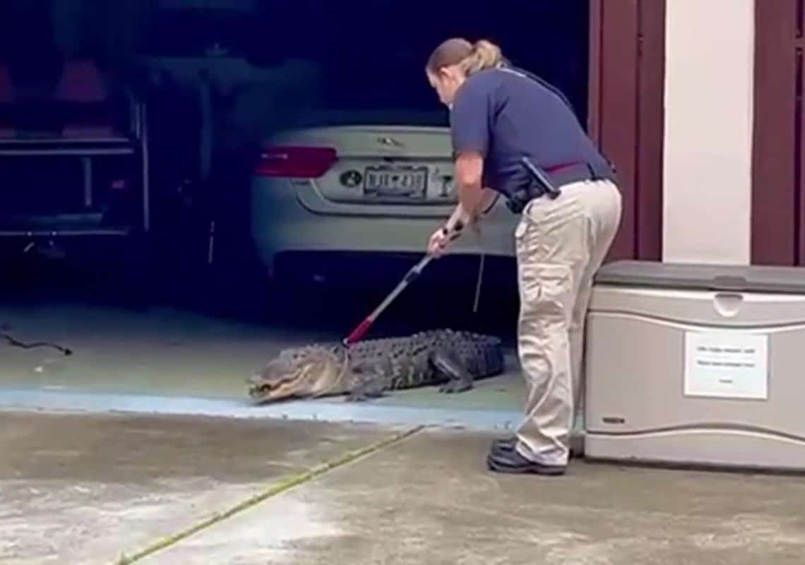 אורח מפתיע בבית: אליגטור ענק אותר בגראז'