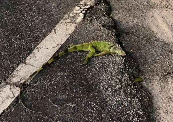 התחזית בדרום פלורידה: קור חריג ו-"גשם של זוחלים"