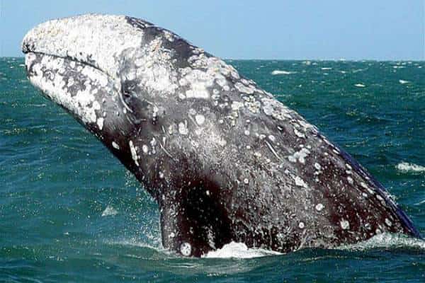 את מי תעדיפו לפגוש בשיט הבא שלכם: לויתנים טורפים או לויתנים אפורים?