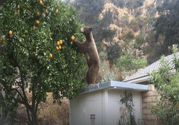 יצא לטייל: דב במשקל 500 פאונד נצפה מסתובב חופשי בשתי ערים במחוז לוס אנג'לס
