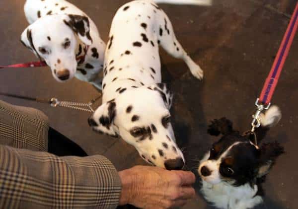 עשרות נדבקו בחיידק הסלמונלה לאחר שנגעו בחטיפים לכלבים