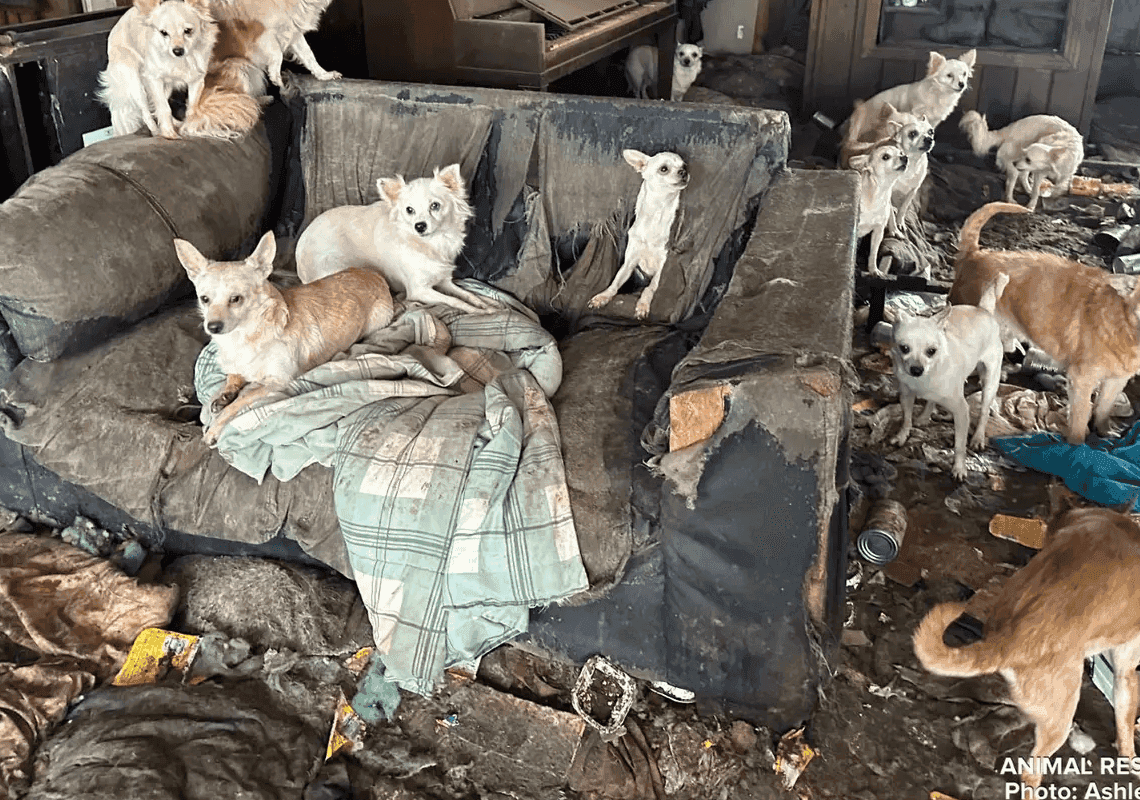 אכזרי: למעלה מ-70 כלבים אותרו נטושים בבית "מטונף ורקוב"