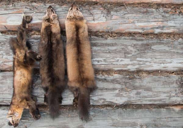 הראשונה בארה"ב: קליפורניה מציבה מכשול רציני כנגד תעשיית הפרוות
