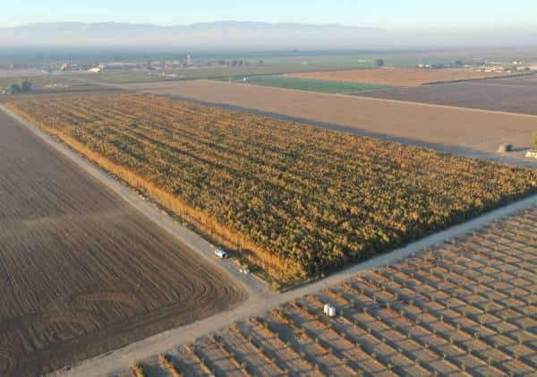 צמחי מריחואנה בשווי מיליארד דולר הושמדו בקליפורניה