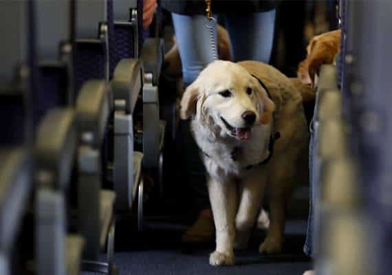  הגבלות חדשות של חברות התעופה על הטסת "בעלי חיים לתמיכה נפשית"
