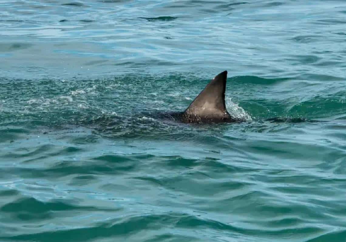פלורידה: צעירה בת איבדה את רגלה לאחר תקיפת כריש, קרוב משפחתה שזינק למים הכה את הכריש בגלשן ושחרר אותו מאחיזתו